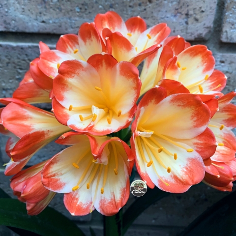 Lycoris.　0825 OF2656 Gold Cup x Hattori | Utopia Clivias